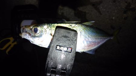 ポンイトが、、、