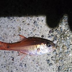 雨までアジング