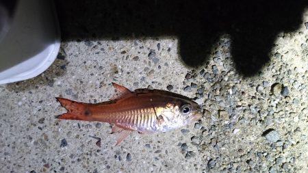 雨までアジング