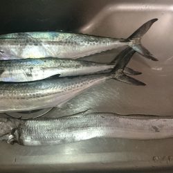 サゴシだけじゃなく太刀魚まで…