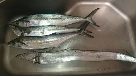 サゴシだけじゃなく太刀魚まで…