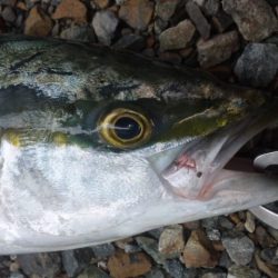 ショアジギング釣行