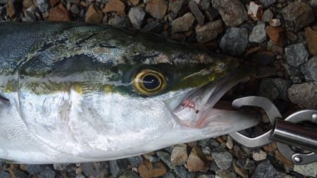 ショアジギング釣行