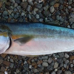 河口で、青物！