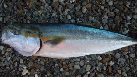 河口で、青物！