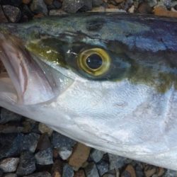 ショアジギング