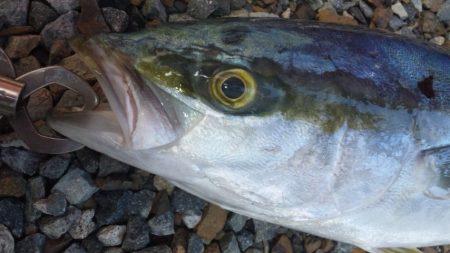 ショアジギング