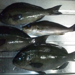 南紀にて渡船釣行！