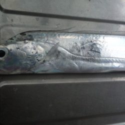 タチウオ釣り