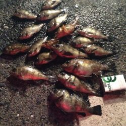 ぼちぼちかな？(笑)