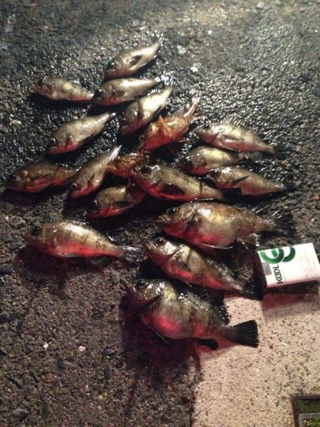 ぼちぼちかな？(笑)