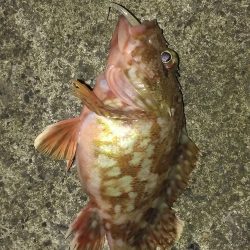 アジング／其の二