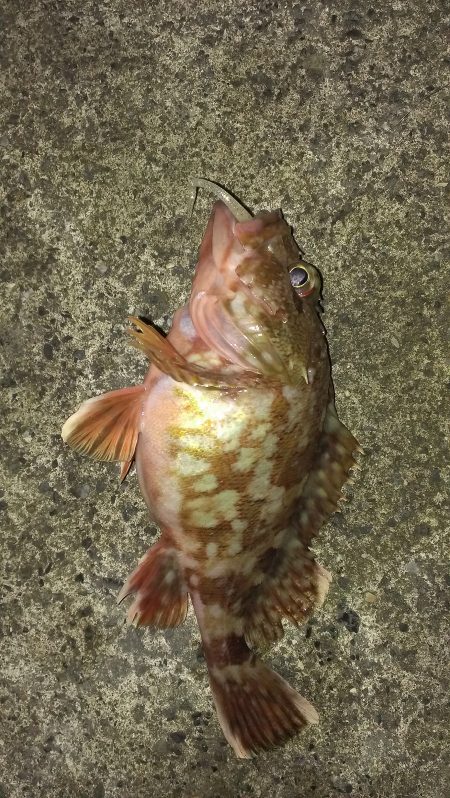 アジング／其の二