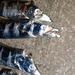 深夜のタチウオ