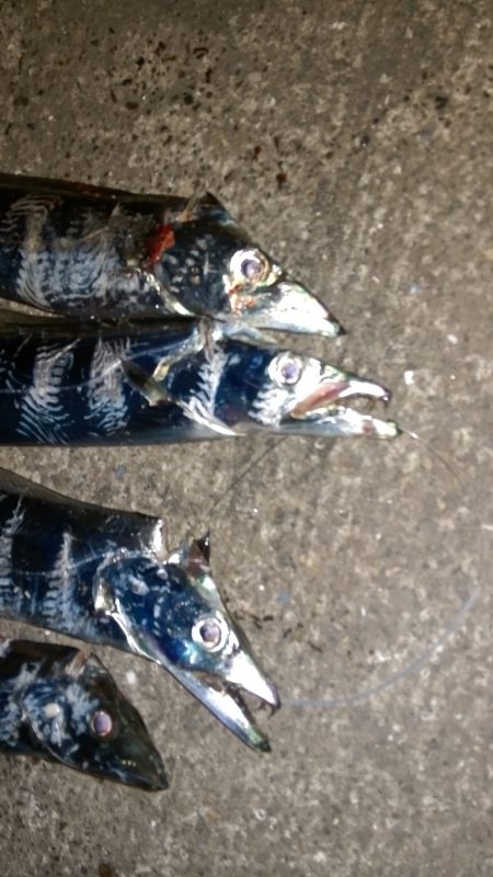 深夜のタチウオ