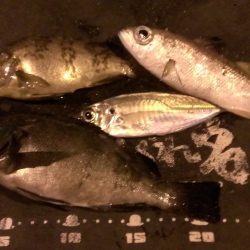 夕方のみの釣果