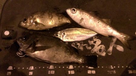 夕方のみの釣果