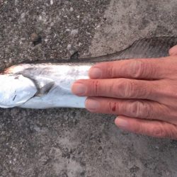 タチウオカッター恐るべし