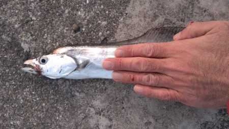 タチウオカッター恐るべし