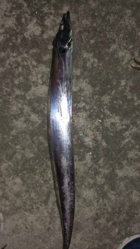 サゴシがタチウオに化けた？