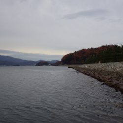 矢原：サゴシまだまだ釣れています。