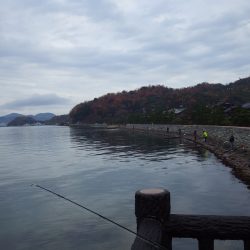 矢原：サゴシ情報