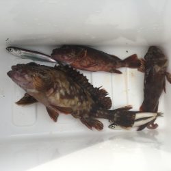 今年はこれで釣り納め？