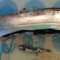 サーディンボール