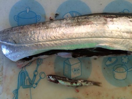 サーディンボール