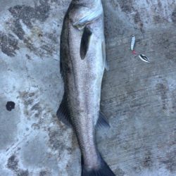 久々のエラ洗い