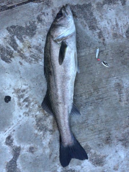 久々のエラ洗い