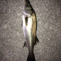 アジングでアジが釣りたい・・・