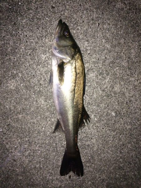 アジングでアジが釣りたい・・・