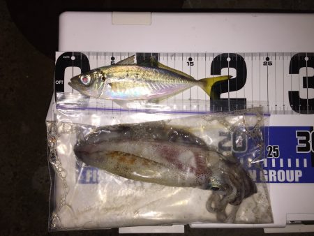 エギングとアジング