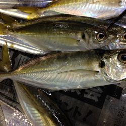 イワシの切り身で釣れました