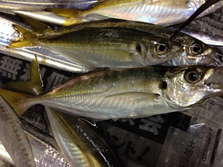イワシの切り身で釣れました