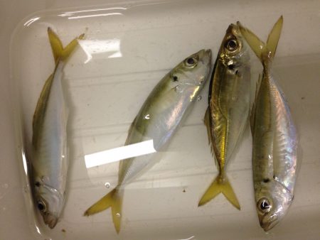 タチウオの切り身で釣れるのかやってみた