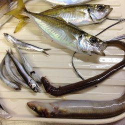 無事釣れたが。。。