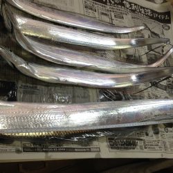 2015釣り納めはドラゴン出没!