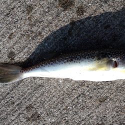 須磨で今秋初カレイ狙い！