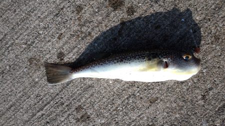 須磨で今秋初カレイ狙い！