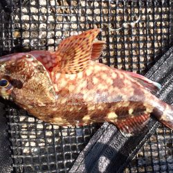 チヌ＆カンダイ狙い？