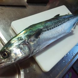 安定の親海公園♪