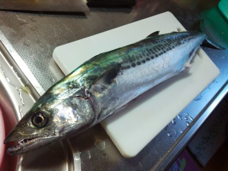 安定の親海公園♪