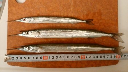 渋いがジャンボサヨリ