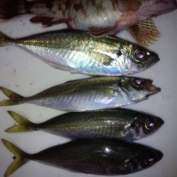 めばりんぐ＆あじんぐ