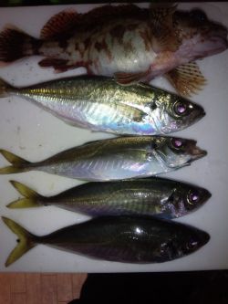 めばりんぐ＆あじんぐ