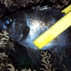 悲願の５目達成が・・