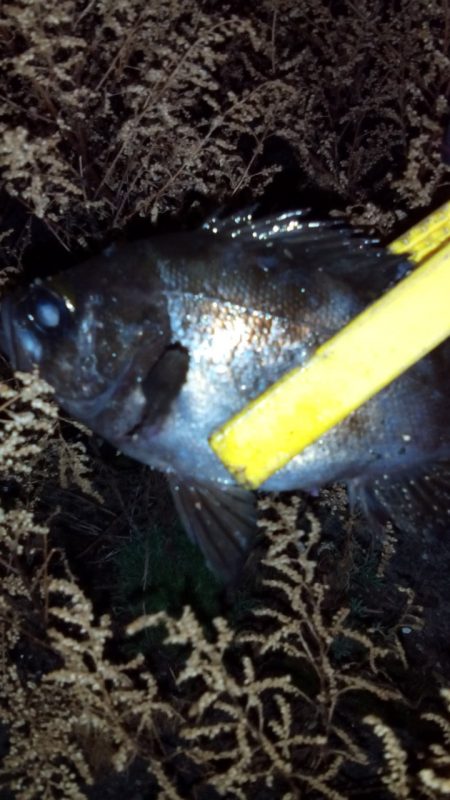 悲願の５目達成が・・