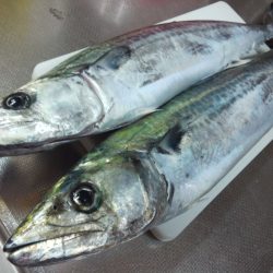 サゴシ爆釣!! in 親海公園